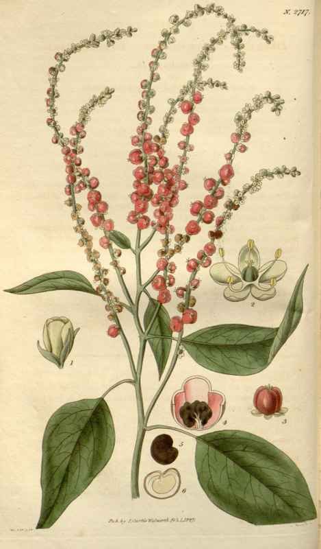 Vintage Victorian Retro Biological Flowers 488351 A4 Photo Print
