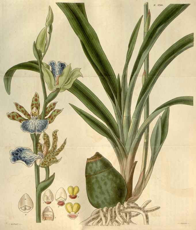 Vintage Victorian Retro Biological Flowers 488448 A4 Photo Print