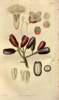 Vintage Victorian Retro Biological Flowers 488454 A4 Photo Print