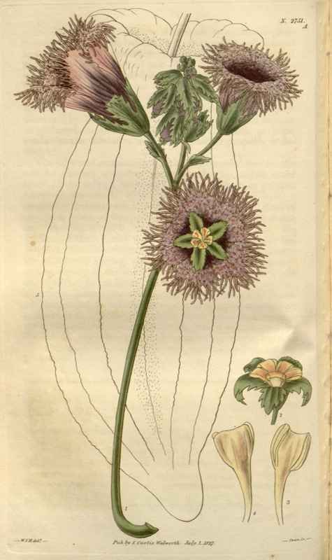 Vintage Victorian Retro Biological Flowers 488459 A4 Photo Print