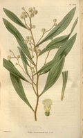 Vintage Victorian Retro Biological Flowers 488468 A4 Photo Print