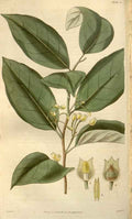 Vintage Victorian Retro Biological Flowers 488474 A4 Photo Print
