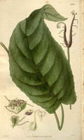 Vintage Victorian Retro Biological Flowers 488488 A4 Photo Print