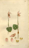 Vintage Victorian Retro Biological Flowers 488497 A4 Photo Print
