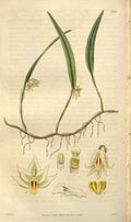 Vintage Victorian Retro Biological Flowers 488500 A4 Photo Print