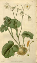 Vintage Victorian Retro Biological Flowers 488512 A4 Photo Print