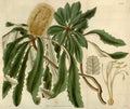 Vintage Victorian Retro Biological Flowers 488518 A4 Photo Print