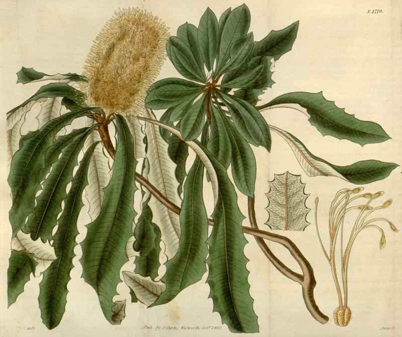 Vintage Victorian Retro Biological Flowers 488518 A4 Photo Print