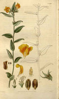 Vintage Victorian Retro Biological Flowers 488521 A4 Photo Print