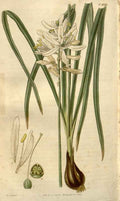 Vintage Victorian Retro Biological Flowers 488530 A4 Photo Print