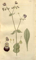 Vintage Victorian Retro Biological Flowers 488533 A4 Photo Print