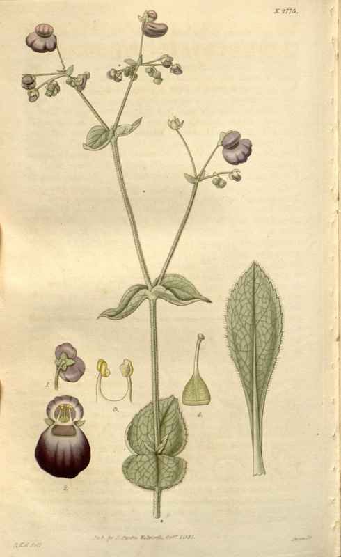 Vintage Victorian Retro Biological Flowers 488533 A4 Photo Print