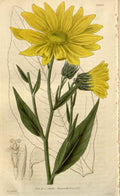 Vintage Victorian Retro Biological Flowers 488542 A4 Photo Print