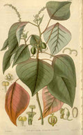 Vintage Victorian Retro Biological Flowers 488548 A4 Photo Print