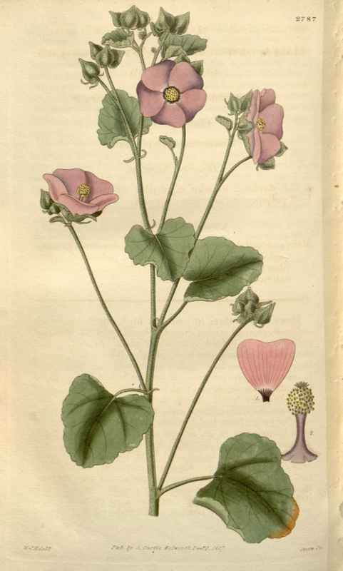 Vintage Victorian Retro Biological Flowers 488569 A4 Photo Print