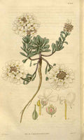 Vintage Victorian Retro Biological Flowers 488572 A4 Photo Print