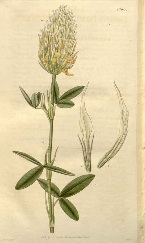 Vintage Victorian Retro Biological Flowers 488578 A4 Photo Print