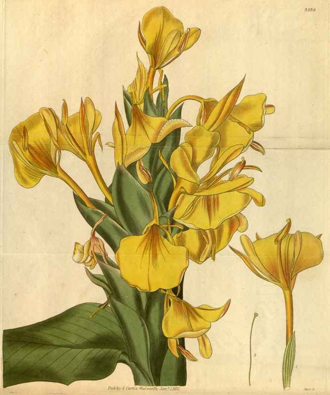 Vintage Victorian Retro Biological Flowers 488585 A4 Photo Print