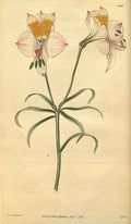 Vintage Victorian Retro Biological Flowers 488589 A4 Photo Print