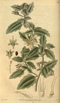 Vintage Victorian Retro Biological Flowers 488613 A4 Photo Print