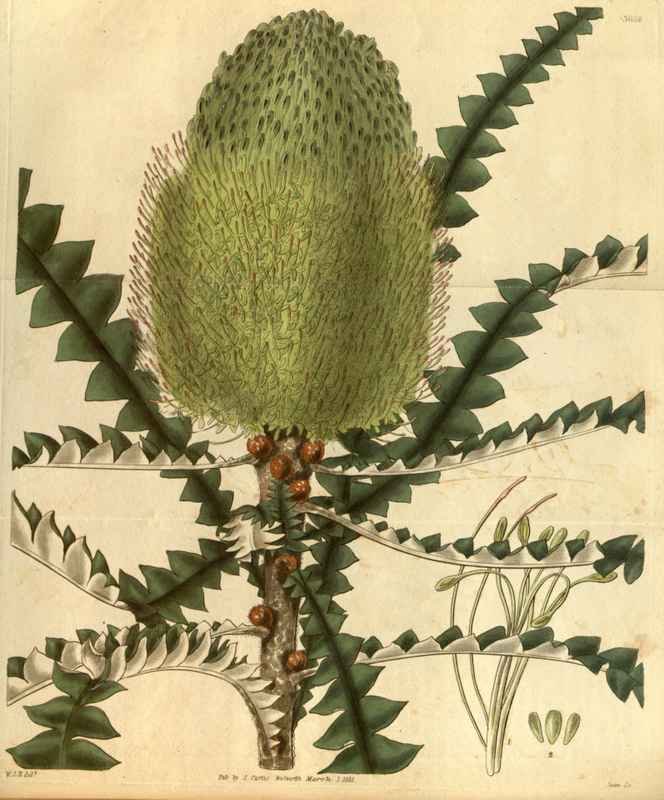 Vintage Victorian Retro Biological Flowers 488626 A4 Photo Print