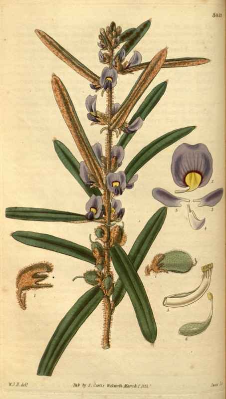 Vintage Victorian Retro Biological Flowers 488629 A4 Photo Print