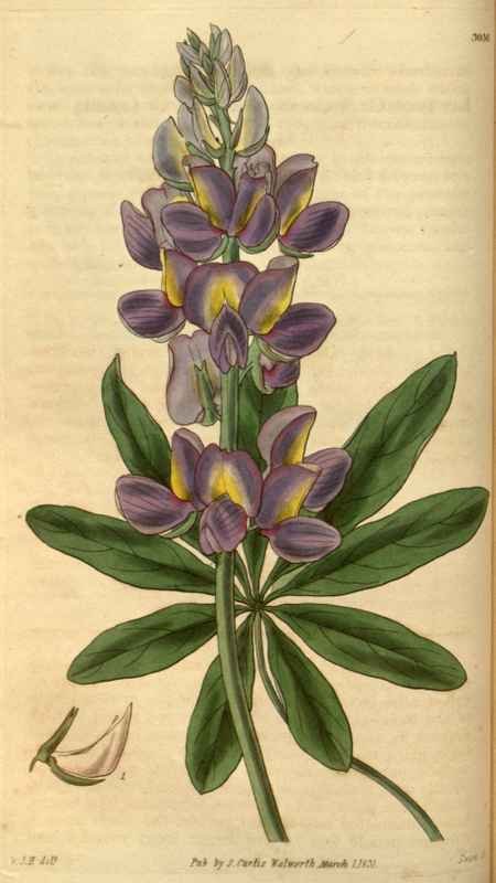 Vintage Victorian Retro Biological Flowers 488638 A4 Photo Print
