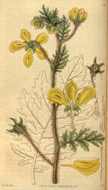 Vintage Victorian Retro Biological Flowers 488641 A4 Photo Print