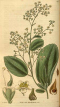 Vintage Victorian Retro Biological Flowers 488645 A4 Photo Print