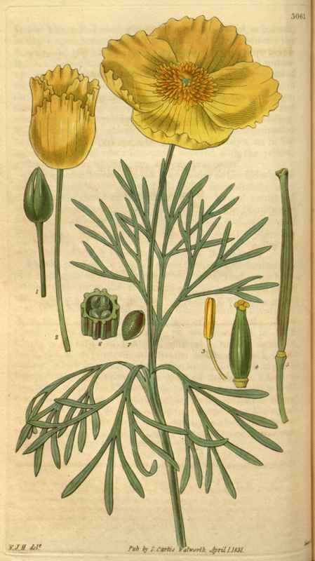 Vintage Victorian Retro Biological Flowers 488656 A4 Photo Print