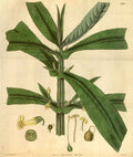 Vintage Victorian Retro Biological Flowers 488674 A4 Photo Print