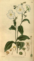 Vintage Victorian Retro Biological Flowers 488680 A4 Photo Print