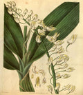 Vintage Victorian Retro Biological Flowers 488698 A4 Photo Print