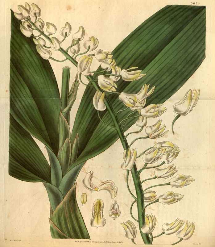 Vintage Victorian Retro Biological Flowers 488698 A4 Photo Print