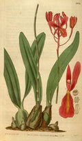 Vintage Victorian Retro Biological Flowers 488704 A4 Photo Print