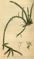 Vintage Victorian Retro Biological Flowers 488713 A4 Photo Print