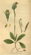 Vintage Victorian Retro Biological Flowers 488734 A4 Photo Print