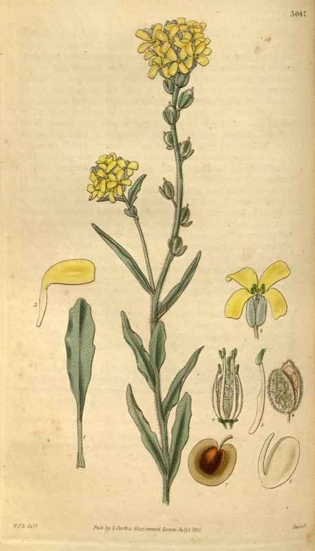 Vintage Victorian Retro Biological Flowers 488737 A4 Photo Print