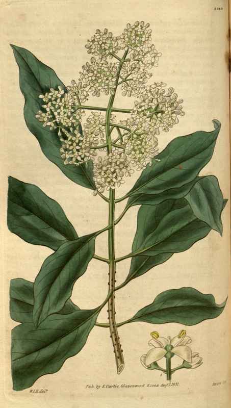 Vintage Victorian Retro Biological Flowers 488743 A4 Photo Print