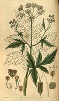 Vintage Victorian Retro Biological Flowers 488752 A4 Photo Print