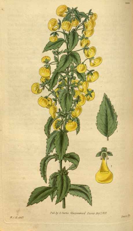 Vintage Victorian Retro Biological Flowers 488762 A4 Photo Print