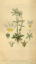 Vintage Victorian Retro Biological Flowers 488778 A4 Photo Print
