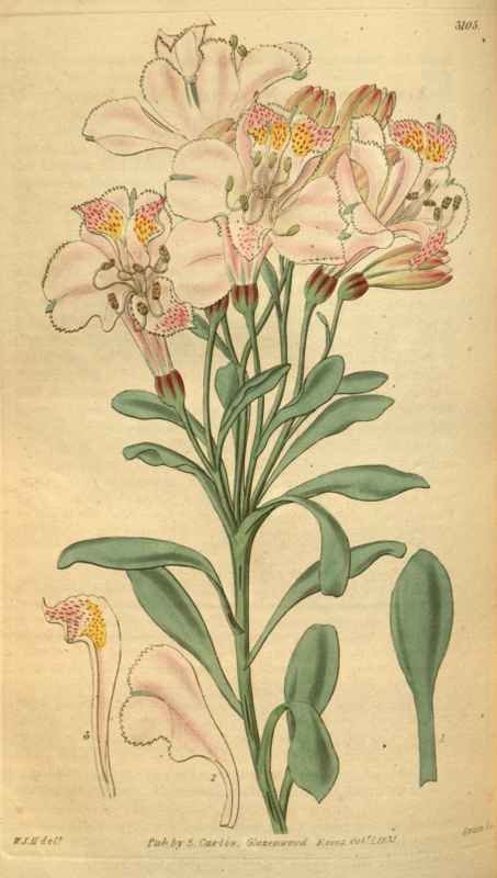 Vintage Victorian Retro Biological Flowers 488796 A4 Photo Print
