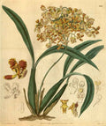 Vintage Victorian Retro Biological Flowers 488808 A4 Photo Print