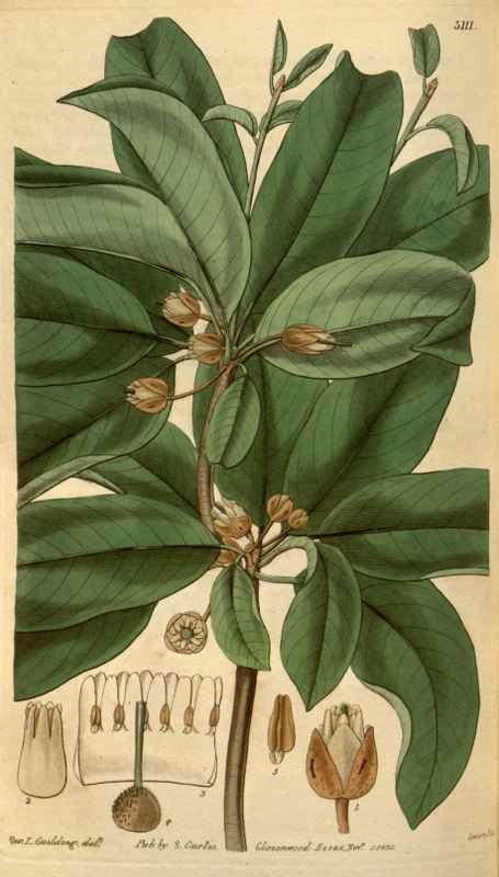 Vintage Victorian Retro Biological Flowers 488814 A4 Photo Print