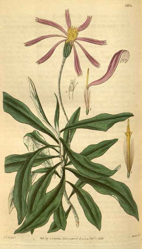 Vintage Victorian Retro Biological Flowers 488824 A4 Photo Print