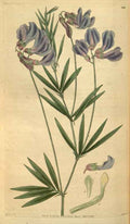 Vintage Victorian Retro Biological Flowers 488831 A4 Photo Print