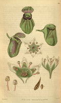 Vintage Victorian Retro Biological Flowers 488837 A4 Photo Print