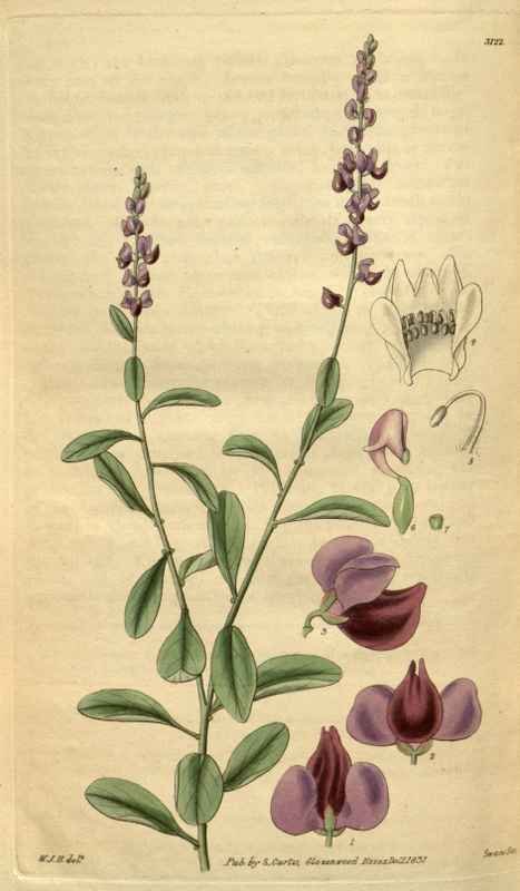Vintage Victorian Retro Biological Flowers 488845 A4 Photo Print