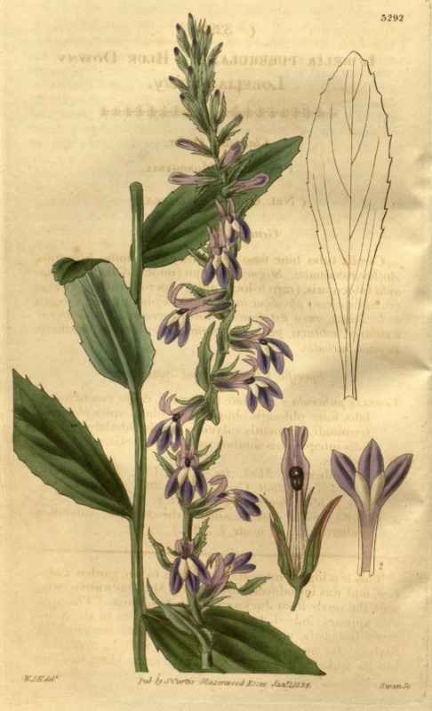Vintage Victorian Retro Biological Flowers 489701 A4 Photo Print
